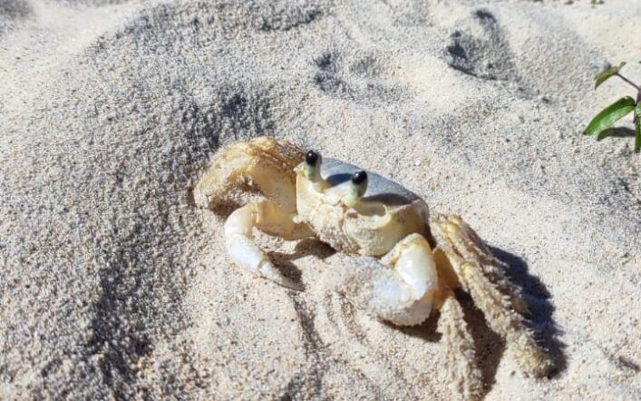 Caranguejo Maria-Farinha: As Pequenas Guardiãs da Praia da praia Triste