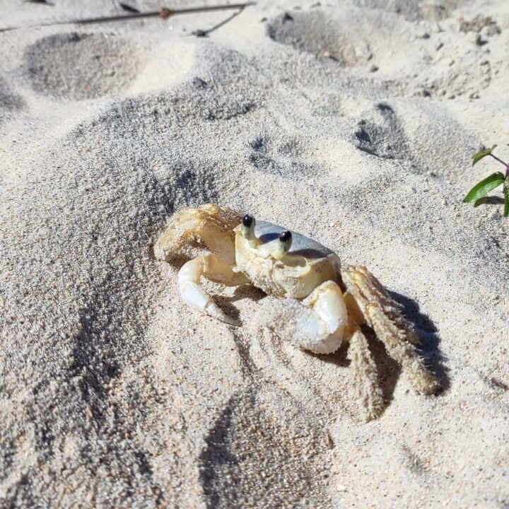 Caranguejo Maria-Farinha: As Pequenas Guardiãs da Praia da praia Triste