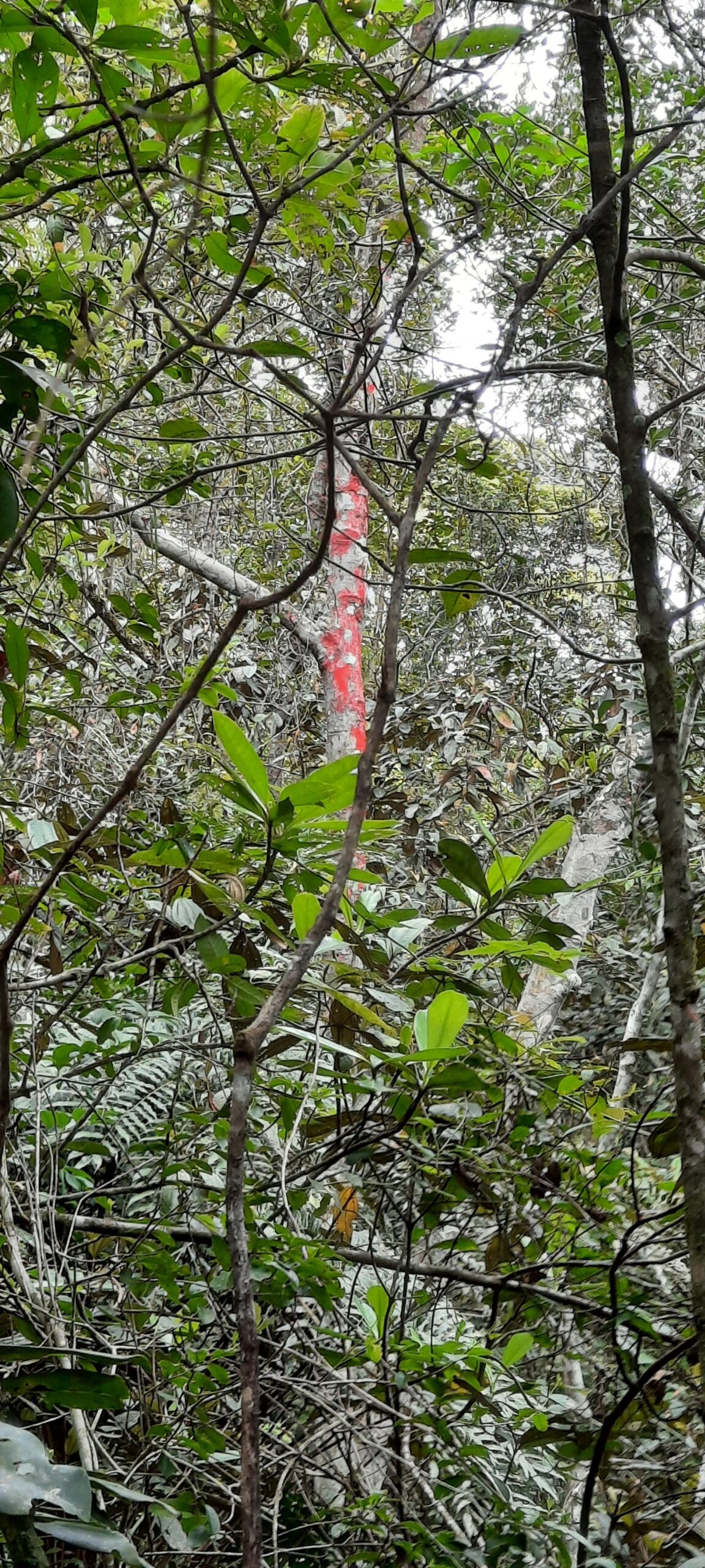 Líquens Rosa