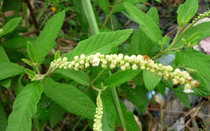 Baleeira: Planta Nativa da Mata Atlântica