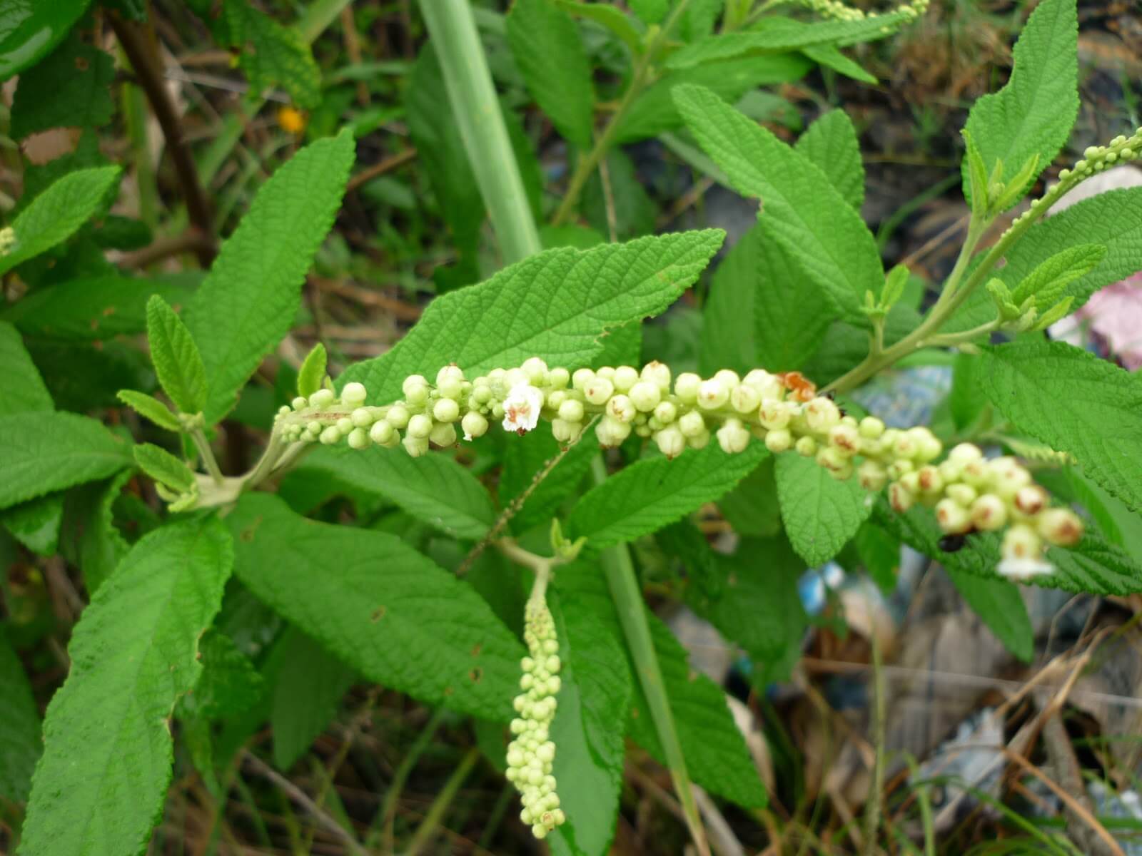 Baleeira: Planta Nativa da Mata Atlântica