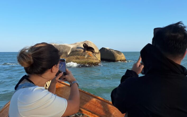 Avistamento de Leão e Lobo marinho, na praia do cação