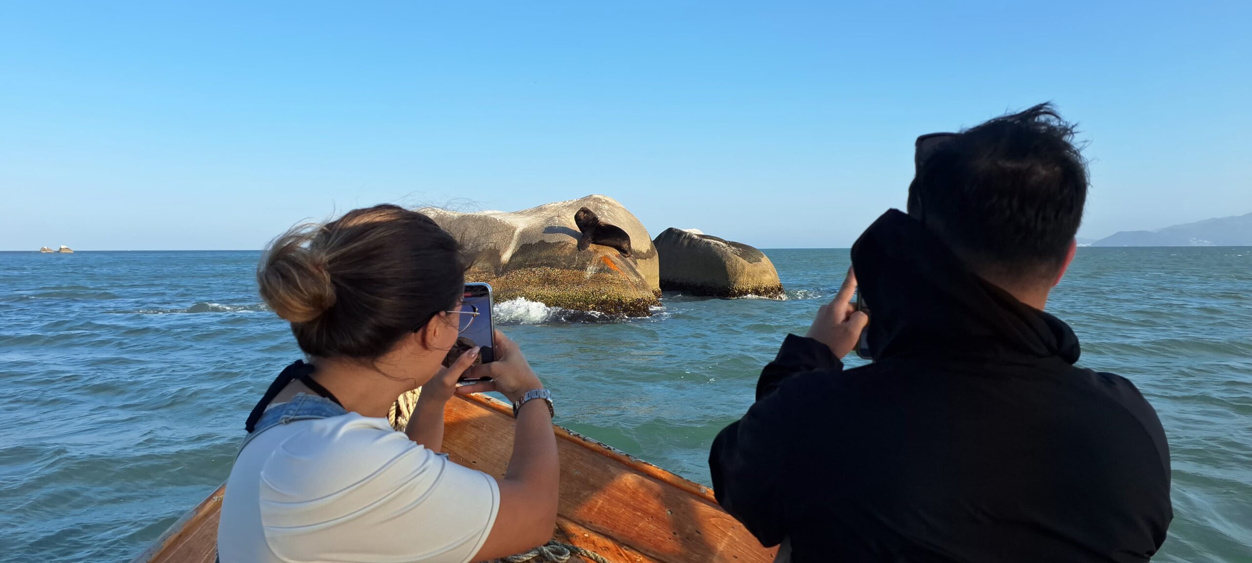 Avistamento de Leão e Lobo marinho, na praia do cação