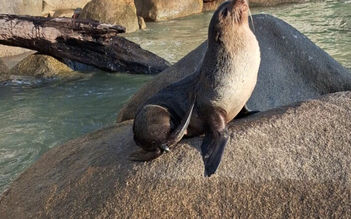 É Lobo marinho!!! Sim, primeira vez que avistamos esta espécie em Bombinhas