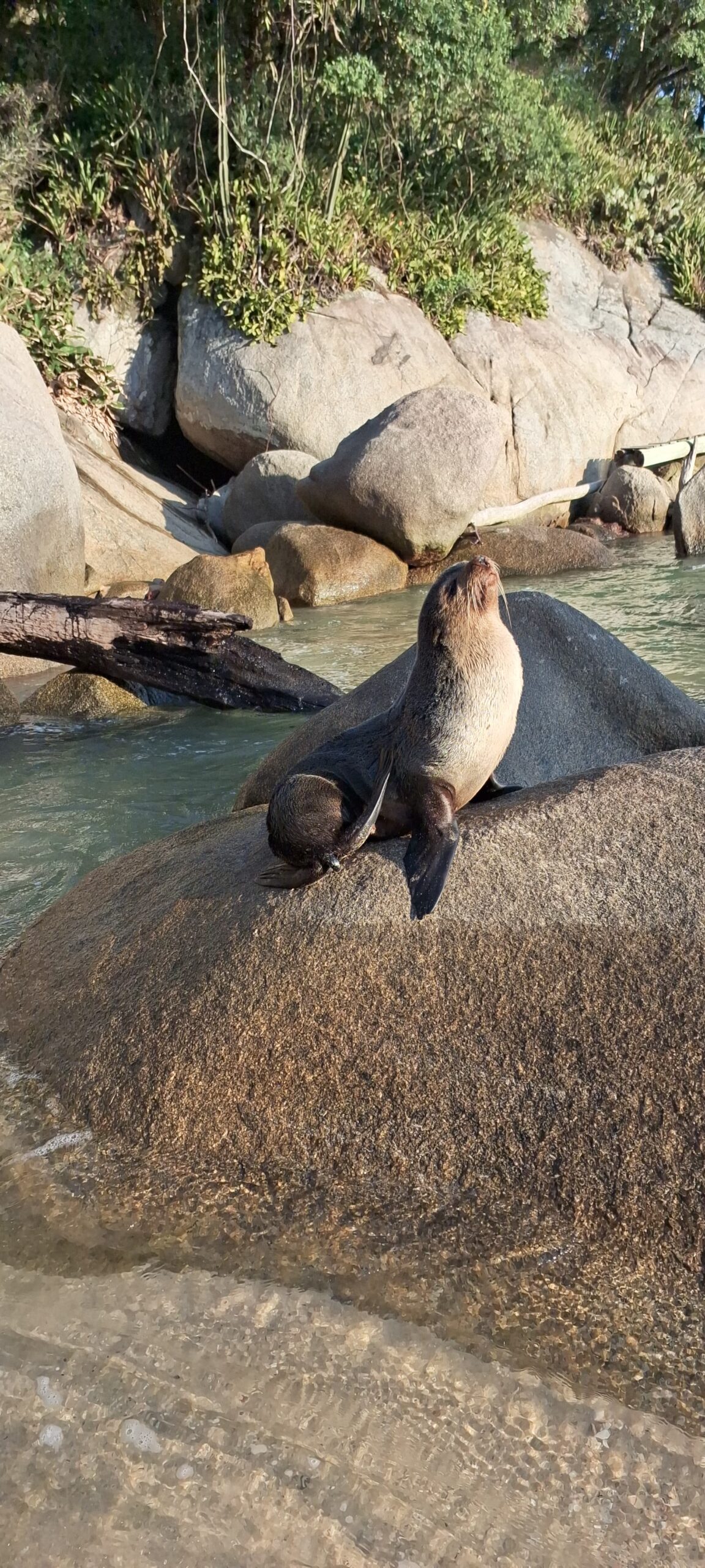 É Lobo marinho!!! Sim, primeira vez que avistamos esta espécie em Bombinhas