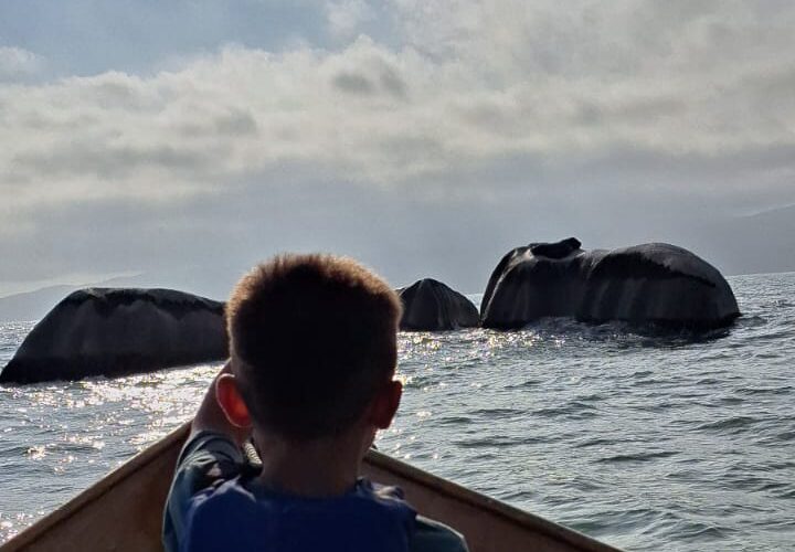 Praia do Cação e o possível avistamento dos leões marinhos é com a Zimbros Ecotour