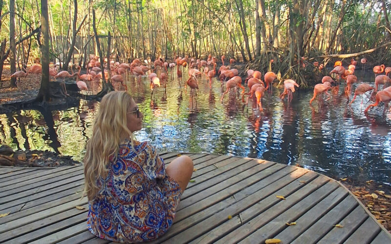 Embarque com a Zimbros Ecotour para Cartagena das Índias em 2025 (maio e junho) e maravilhe-se com os flamingos cor-de-rosa no Aviário Nacional da Colômbia
