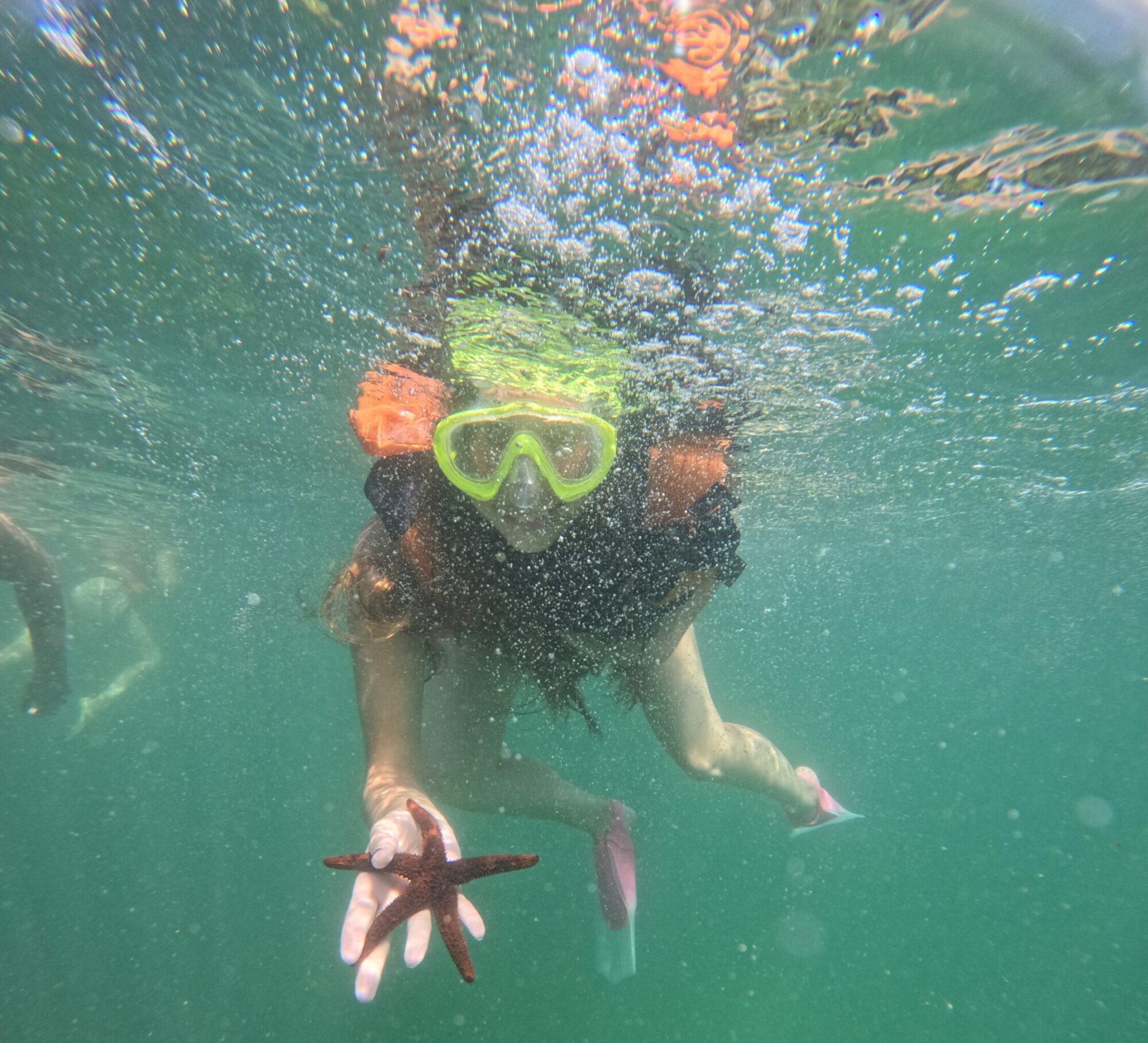 Estrelas-do-mar e ouriços: pequenos guardiões do equilíbrio marinho da Ilha do Macuco