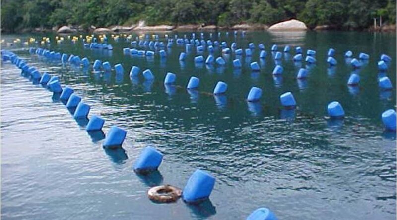 Cultivo de mariscos em Bombinhas