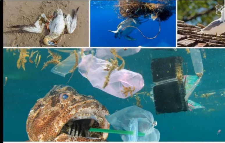 O fluxo linear do lixo no mar: um caminho sem volta que ameaça nossos oceanos