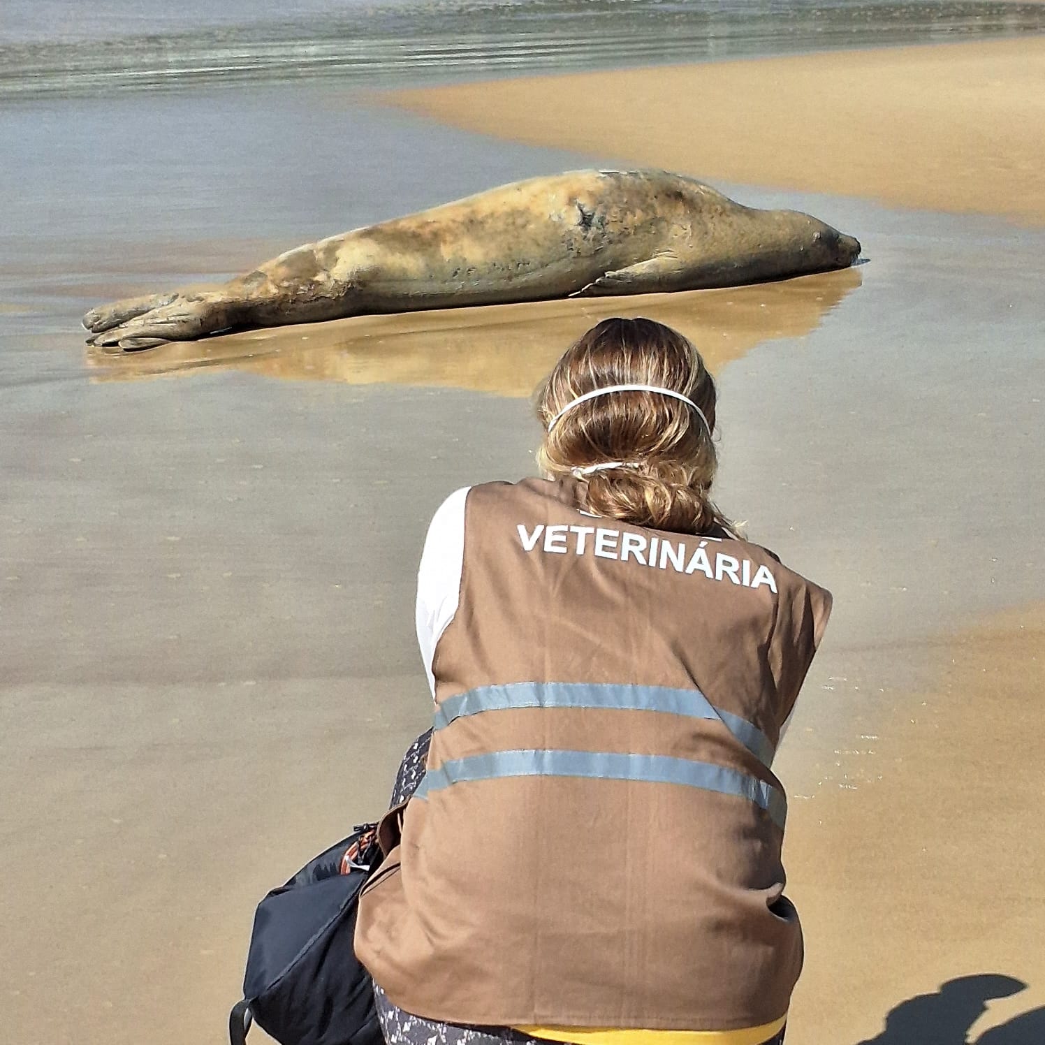 🦭 FOCA-CARANGUEJEIRA REGISTRADA NA PRAIA DE MARISCAL 🦭