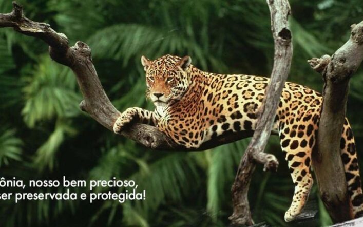 Proteger a Amazônia é garantir vida, equilíbrio e futuro para todo o planeta.