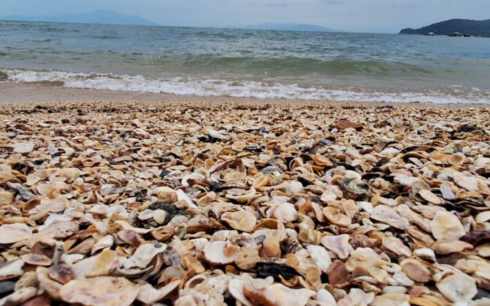 Curiosidades de Bombinhas!