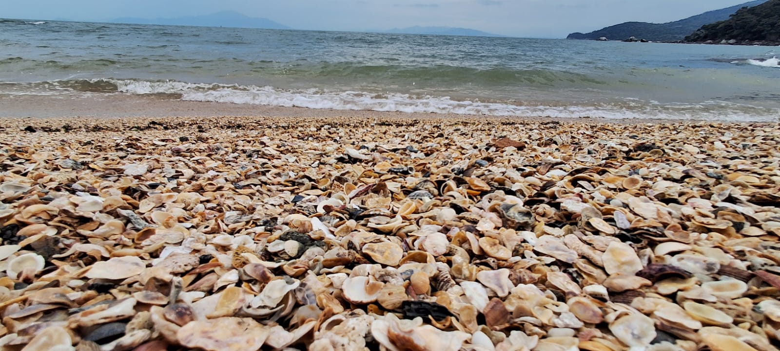 Curiosidades de Bombinhas!