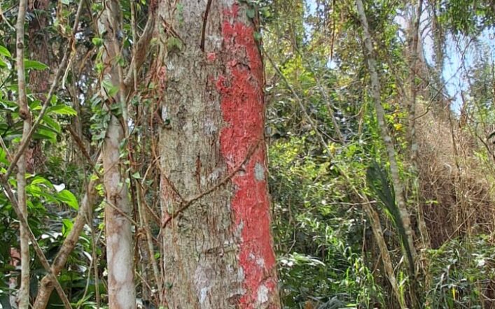 Líquens Rosados: Tour das 10 Praias Desertas