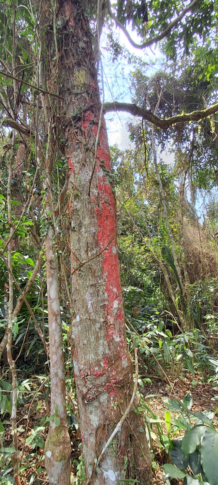 Líquens Rosados: Tour das 10 Praias Desertas