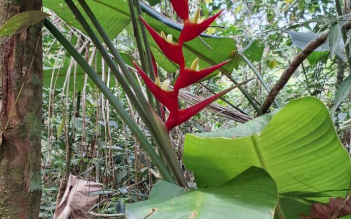 Estrelícia: A Flor Exuberante