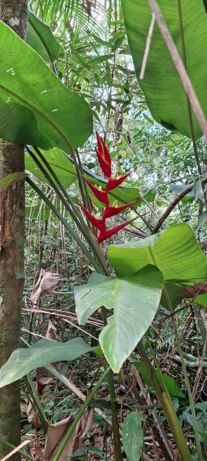 Estrelícia: A Flor Exuberante