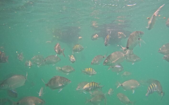 Um pedacinho da vida marinha da Ilha do Macuco: peixinhos e curiosidades que encantam no snorkel