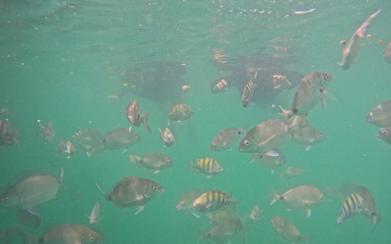 Um pedacinho da vida marinha da Ilha do Macuco: peixinhos e curiosidades que encantam no snorkel