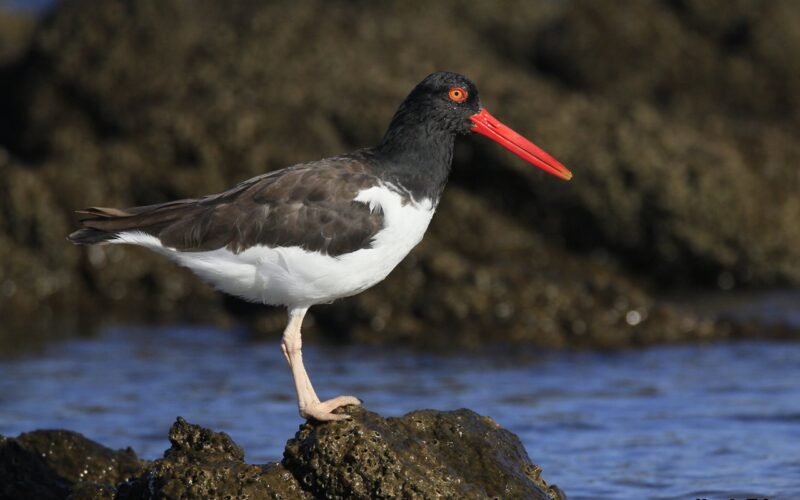 As Aves Costeiras de Bombinhas: guardiãs naturais do nosso ecossistema