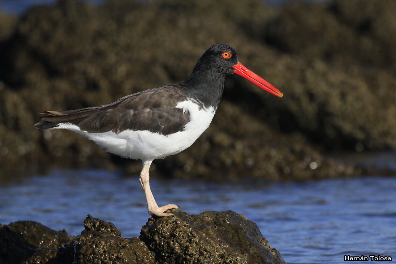 As Aves Costeiras de Bombinhas: guardiãs naturais do nosso ecossistema